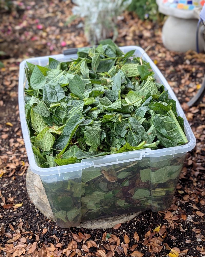 Comfrey and water in a plastic tote box. The box is sitting on a paver stone in the garden. Although this process is known as comfrey tea, do not ingest it. It is actually a liquid comfrey fertilizer for the garden. To make liquid comfrey fertilizer, chop the comfrey leaves into a container (preferably a food safe container, if you have one). Cover the comfrey with water. Add a lid and wait approximately 3 weeks. Strain and save the liquid. Any leftover comfrey bits will help speed up the compost process in a compost bin. Liquid comfrey fertilizer must be watered down to prevent burning plants. I use a garden sprayer that is attached to a hose, but it can also be sprayed with a garden sprayer. Mix 1 part liquid comfrey fertilizer with 10 parts water.
