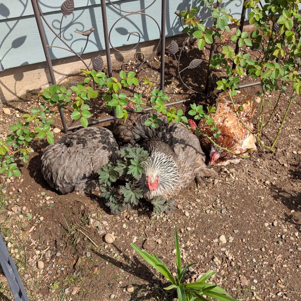 A pile of bantam hens dustbathing between a climbing rose and an emerging peony plant.