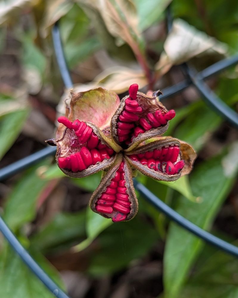 An open peony pod with what appears to be the formation of bright red seeds. The leaves of the peony are dying back. The pod is above a wire peony cage.