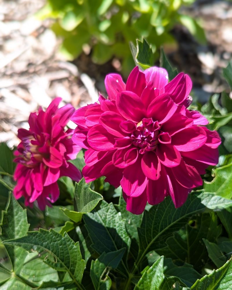 Two purple dahlias, a short variety, growing near the road in the front bed of my garden. The blooms are supported by green stems and leaves. Untreated woodchip mulch and another, lighter green, plant in the background.