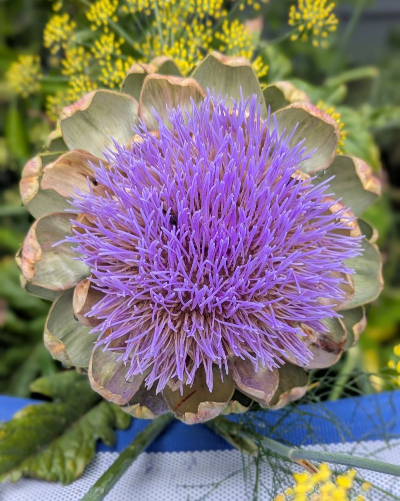 A purple artichoke bloom leaning over the edge of a striped royal blue and white hammock. Yellow fennel flowers are bending under the weight of rain, too.