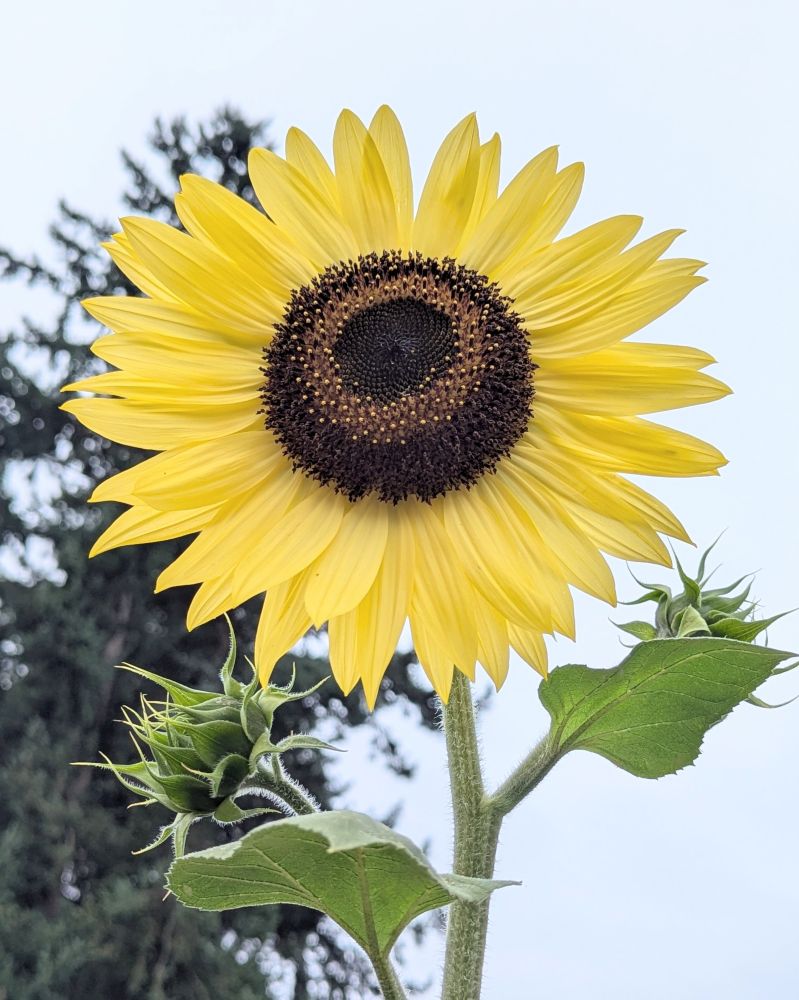 A bright yellow sunflower blooming high above my eye level. It is likely a variant of a Lemon Queen sunflower as that was the most common variety of sunflower that I have planted in the past. There is a large evergreen tree in the background and the sky is cloudy and grey.