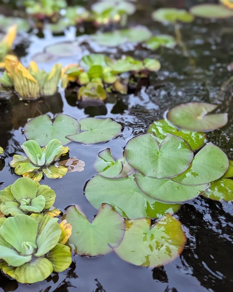 Water lettuce, hardy water lilies, water hyacinth and frogbit floating on the water of a small suburban pond.