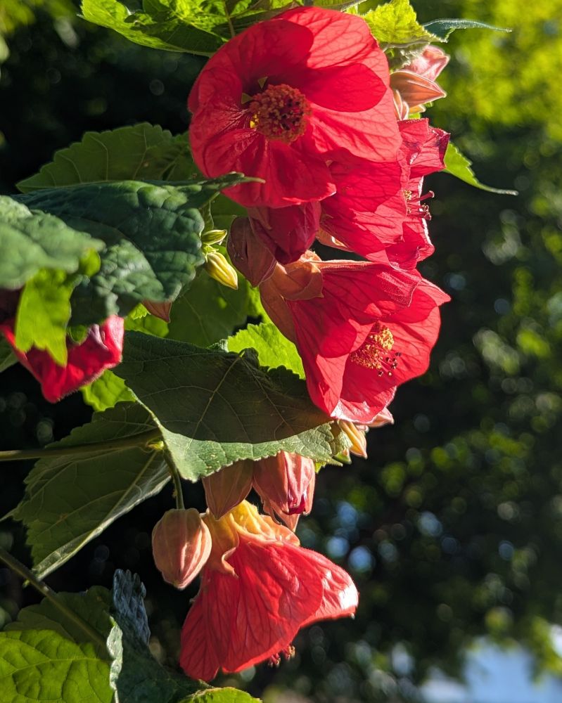A grouping of red paper-like flowers glowing in the sun. Abutilon 'Voodoo' is not related to maples, instead it is a shrub that is part of the mallow family. The flowers of the 'Voodoo Flowering Maple' hang below long, low growing branches. The leaves are shaped like maple leaves.