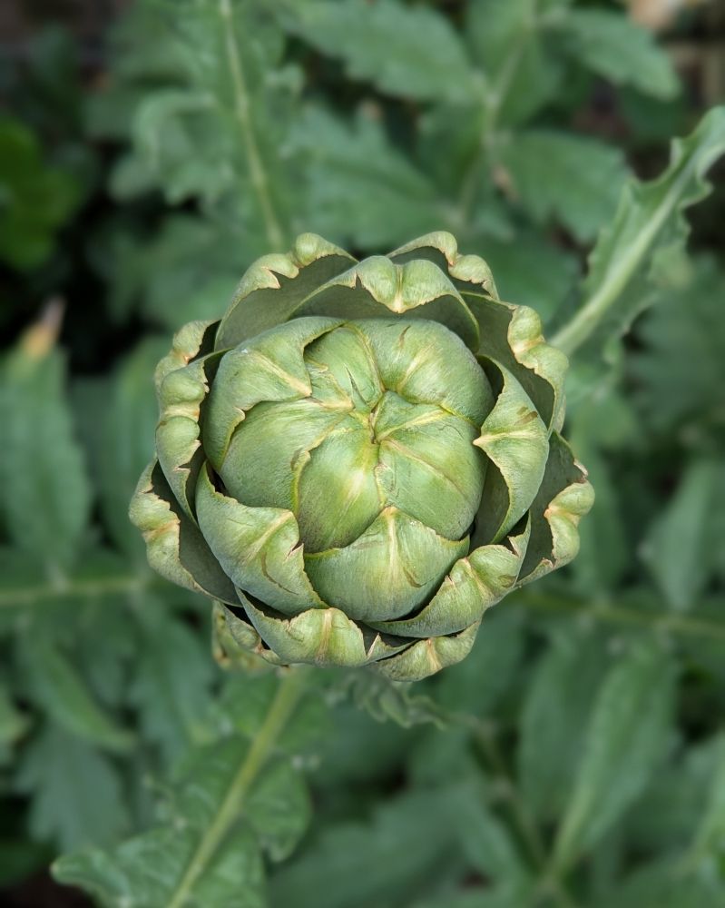 A photo of a globe artichoke past its prime for picking. It will soon open into a beautiful flower.