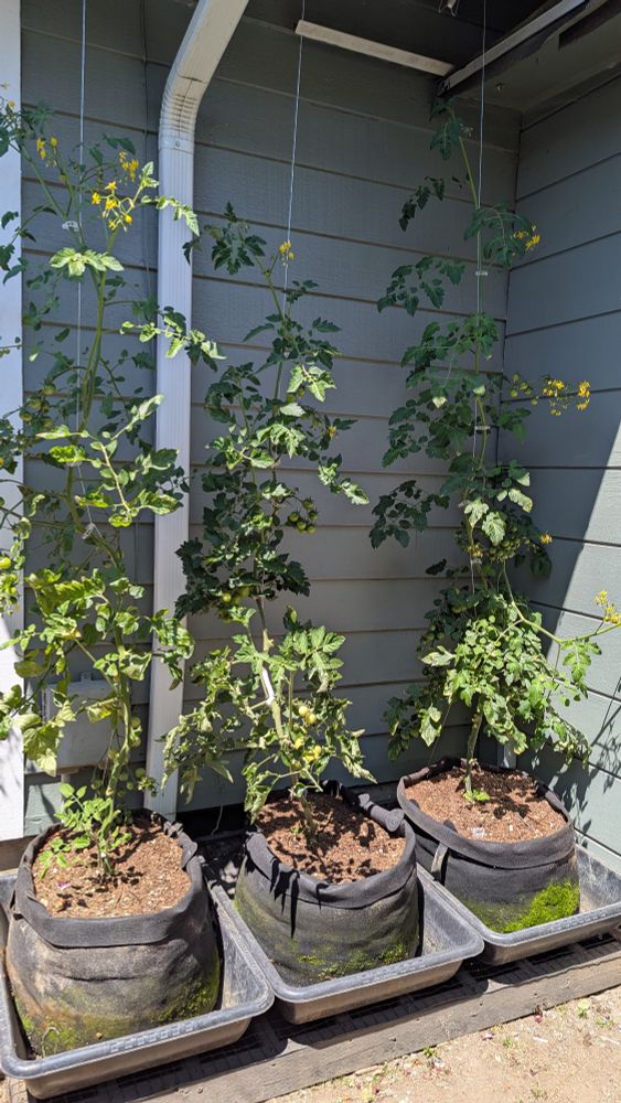 Three indeterminate tomato plants, planted in large grow bags and growing up tomato twine. The grow bags sit inside cement mixing tubs, on a wood and hardware cloth platform that I built to size. The mixing tubs make it easy to keep the plants properly watered without causing the soil to splash up on the leaves. Keeping water off the leaves helps protect the tomatoes from disease. I have found, in our area (Pacific Northwest, #Zone 8b), that tomatoes do best when they have some shade from the hot summer sun. These three tomatoes are partially shaded by the eaves of the house and shed.