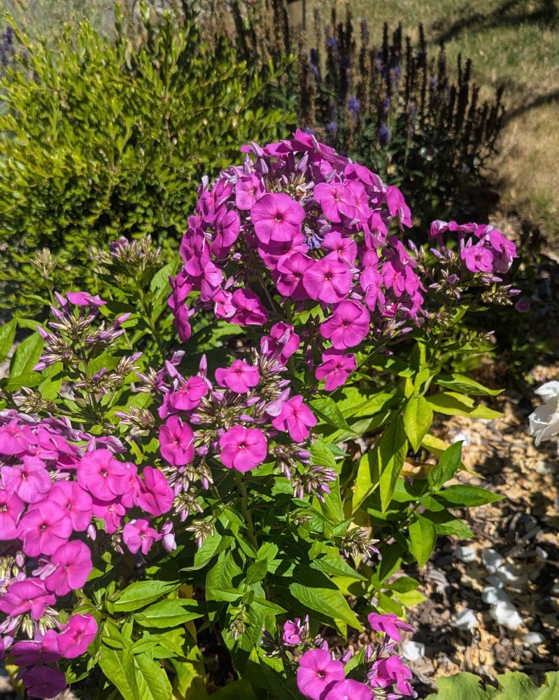 Some bright purple blooming phlox in a sea of green leaves. The sun is bright. The lighting in the photo is harsh.