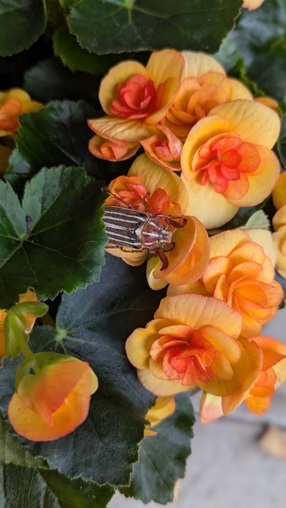 A ten lined june beetle resting in the midst of orange begonia flowers and green leaves. The begonias are in a flower pot that is sitting on a concrete walkway. Most of our experience with June bugs has been east of the Cascade Range, where the weather is very hot and dry. The west side has been typically wet and humid, but is getting warmer. Our summers have become hotter.