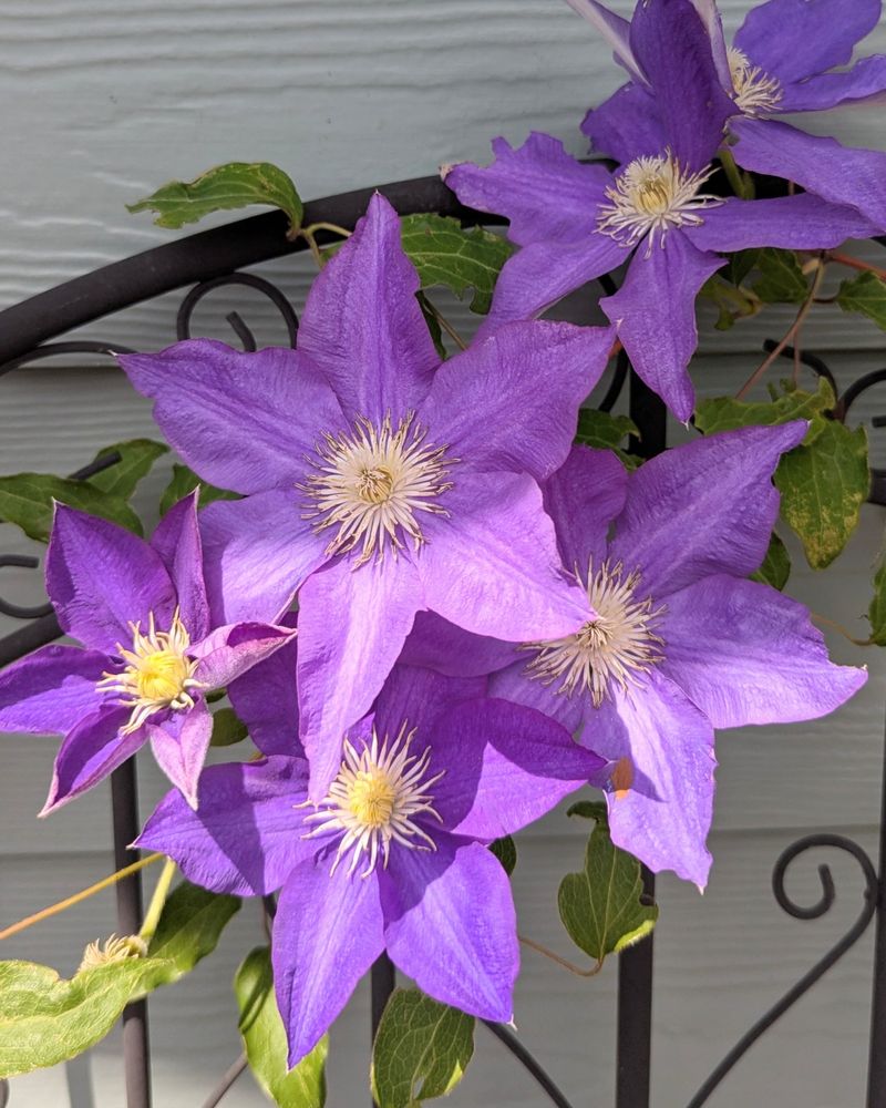 A photo of 6 clematis flowers bunched together on a black metal trellis. The petals are purple, the centers are yellow with a white fringe. The house siding behind the trellis is sage green, but it looks washed out due to lighting.