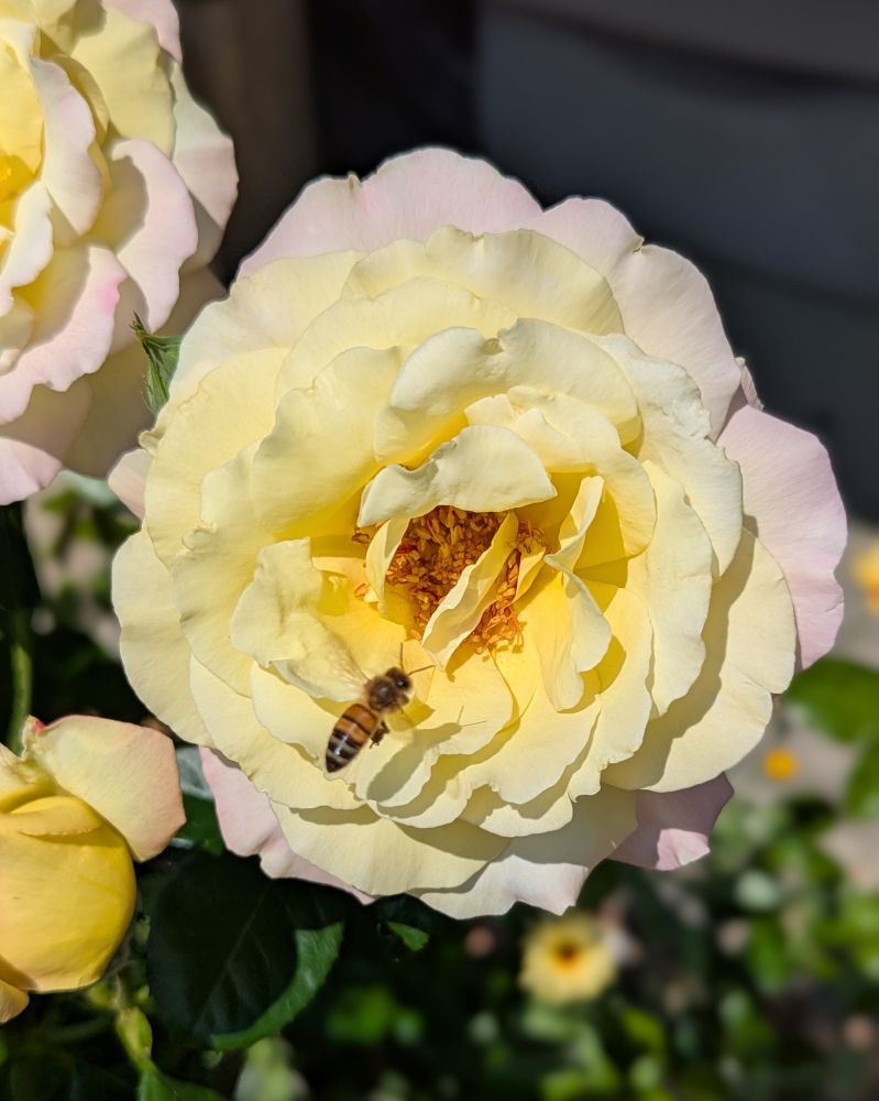 A tiny bee flying toward the center of a 'Peace' rose flower. The rose is yellow in the center and the outer edges of the petals are pink. There are some self-seeded Calendula plants, a k a Pot Marigold, growing at the base of the rose bush.