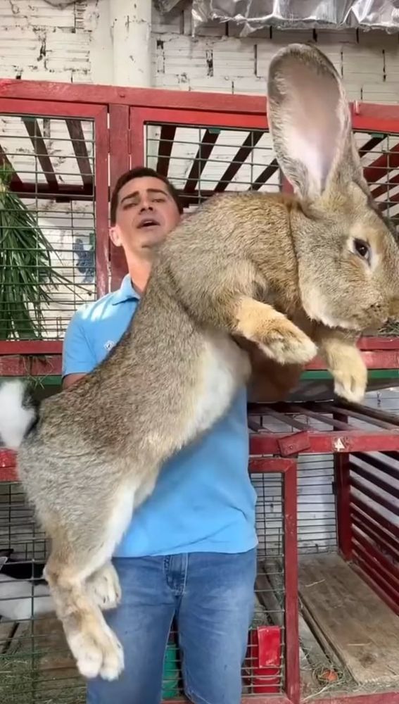A man in a blue shirt and blue jeans holds a rabbit in his arms that is roughly the size of a LARGE German Sheppard, the ears are bigger than the man's head.