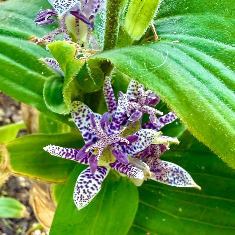 Purple and white spotted flower under a green leaf. 