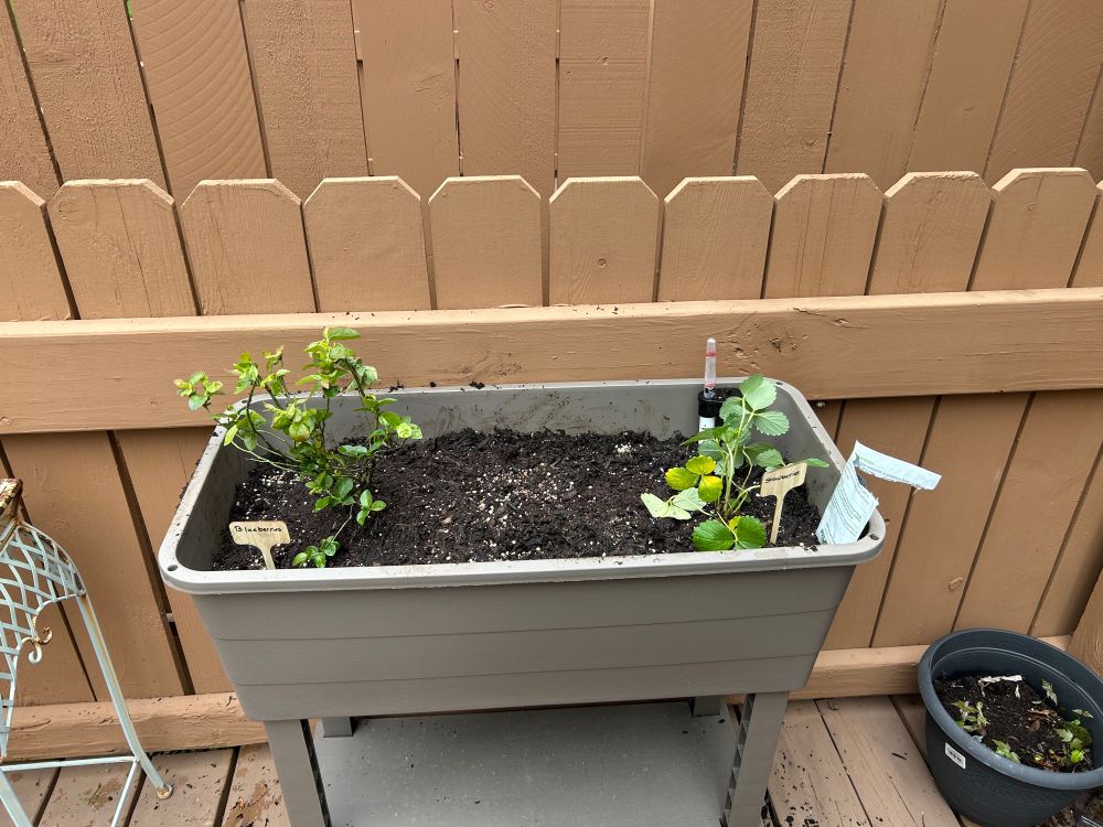 Strawberries and blueberries 