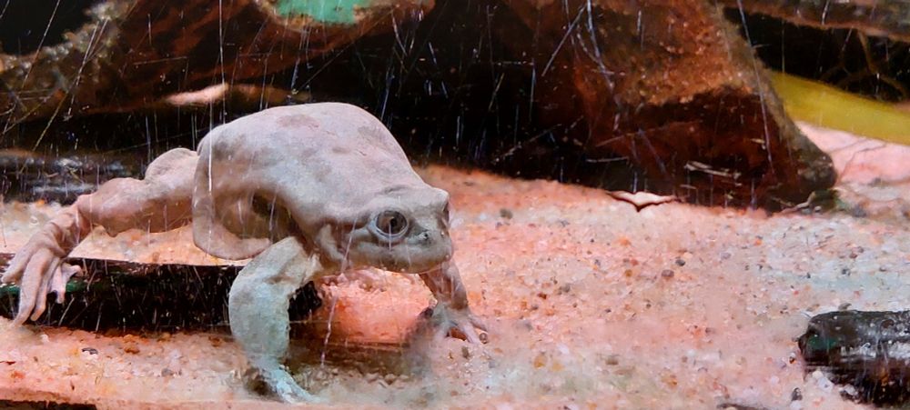 frog in an aquarium visible through scratched glass, the frog is standing high up on all fours with an intense look into something only the frog understands