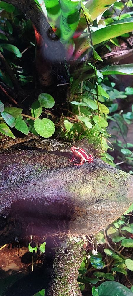 Very small red and white striped frog sitting on a stone surrounded by vegetation
