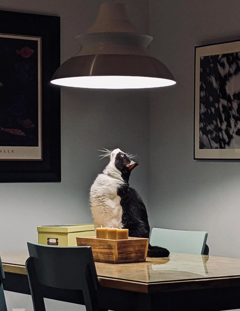 A tuxedo cat with impressive whiskers sits on a table gazing up into the bright light fixture directly above him.