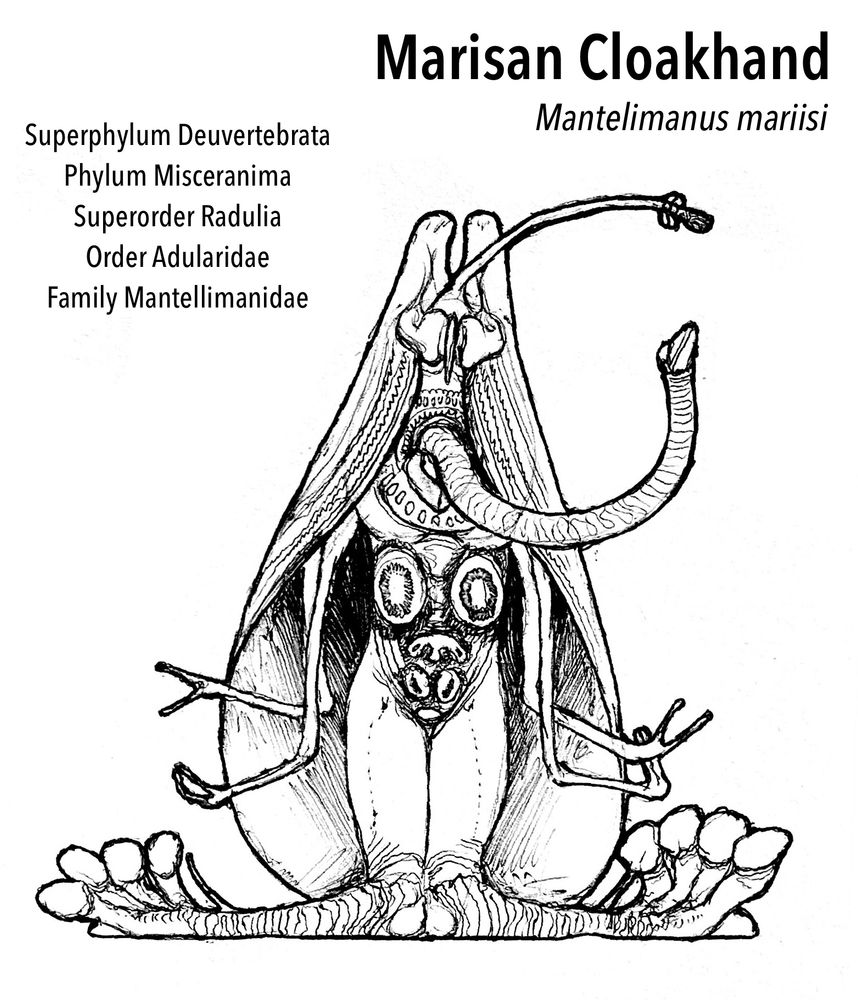 An illustration of a creature called a Marisan Cloakhand. It depicts a sitting humanoid organism with froglike toes, a cloak made from fin-like hands, no clear face or head, and two pairs of thin arms under its cloak.