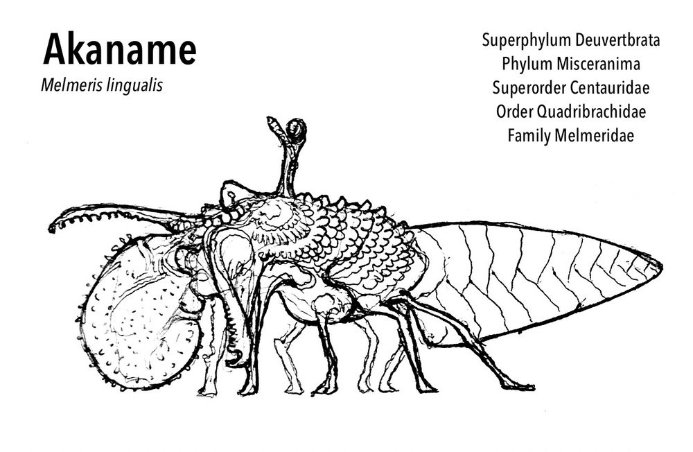 Illustration of a creature called an Akaname. It has eight legs, a pinecone-like, large tail and a serrated beak at the front. A big bulbous tongue adorns the front.
