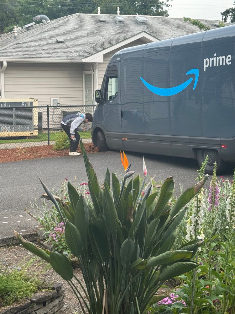 Amazon driver looking at the wheel of their delivery truck which is stuck sideways on our street