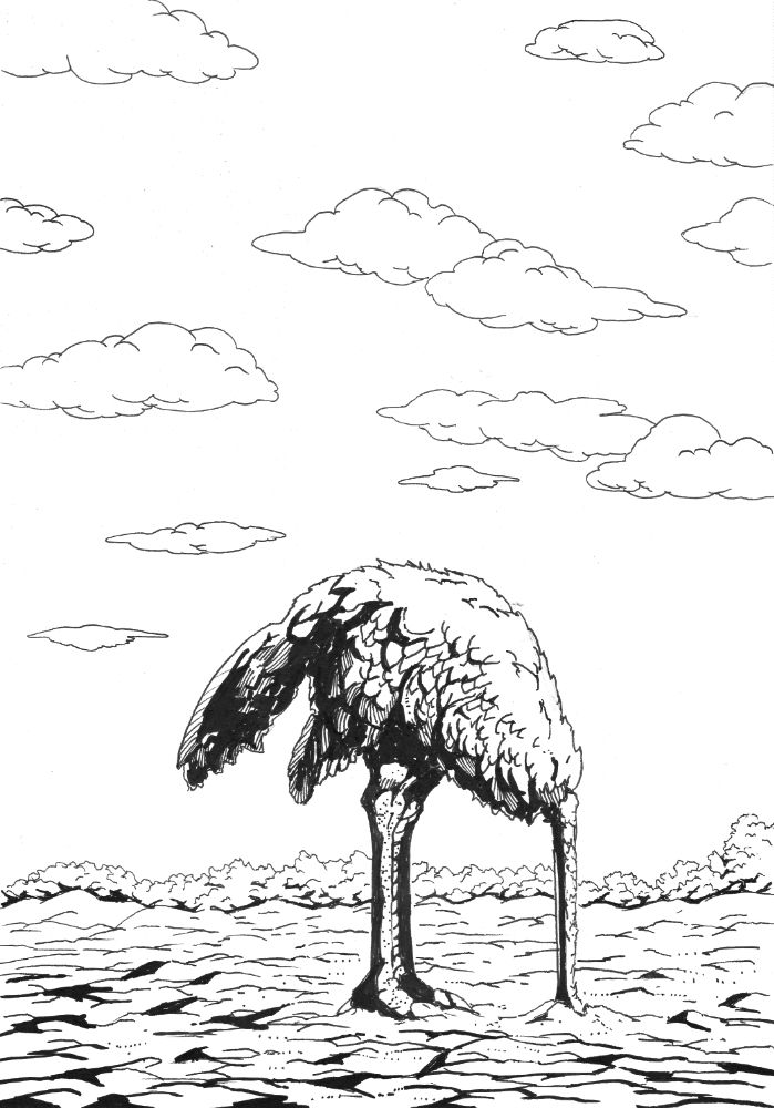 black and white pen and ink drawing. An ostrich buries it's head in the sand.  Ostriches don't actually do this.