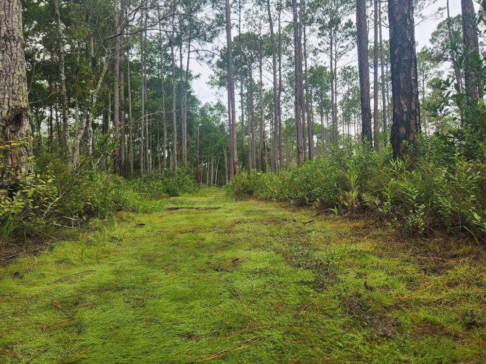 A beautiful mossy trail.