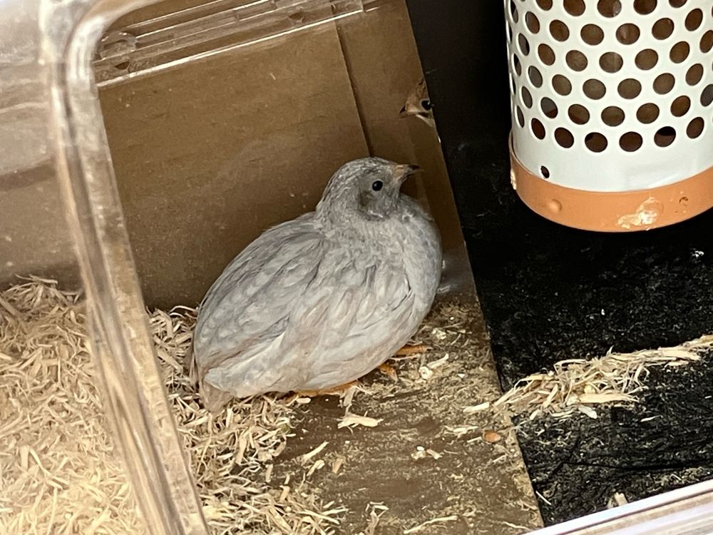壁から追い出される姫ウズラとチラ…してる姫ウズラ