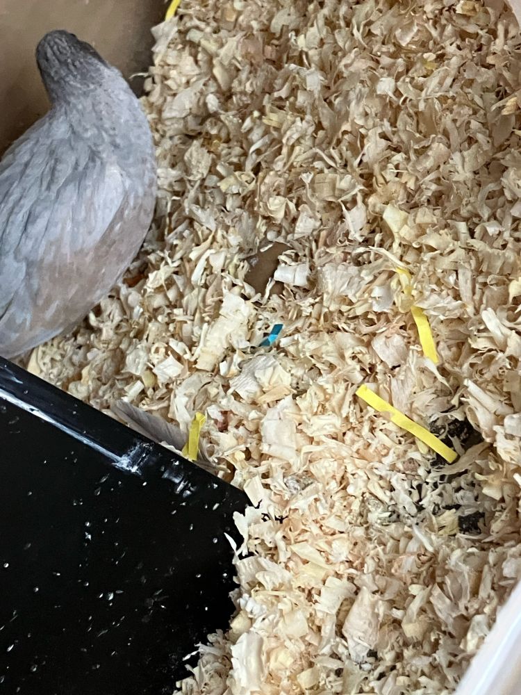 2個目？こっちがひとつめだった？ヒメウズラの卵