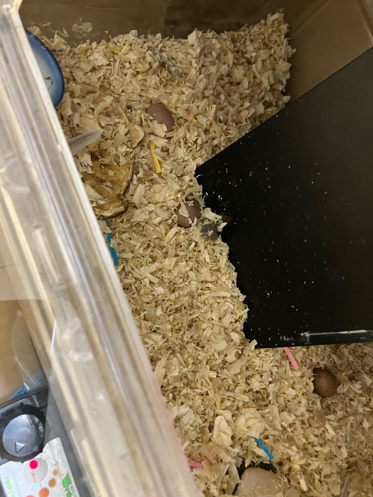 ヒメウズラの卵　三つころり
