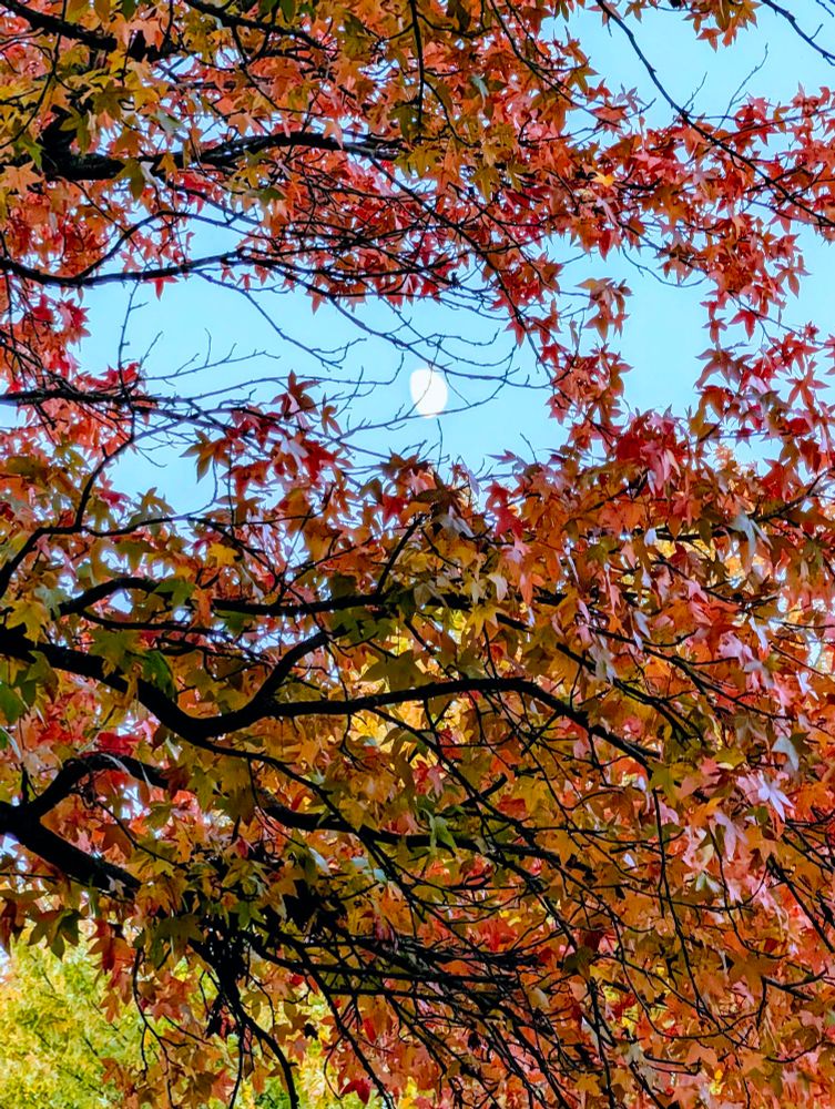 The moon against a blue evening sky, with a colorful red and orange sweetgum tree in the foreground. Taken on Halloween 2025.