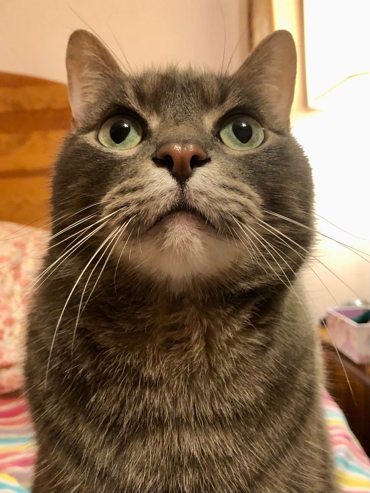 A closeup of my cat, Melvin.