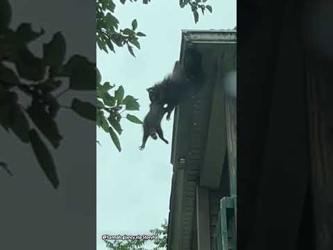 YouTube video by FOX 11 Los Angeles