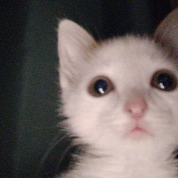 cara de gato filhote branco com mancha marrom na orelha olho amarelado no escuro com um flash na cara olhando pra cima