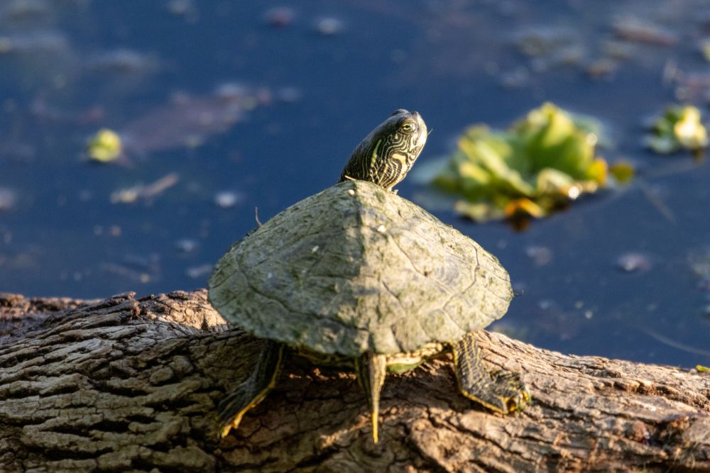 Turtle on a log