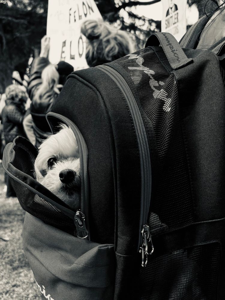 A small white dog shyly peeks from a backpack worn by a protester. Monochrome. 
