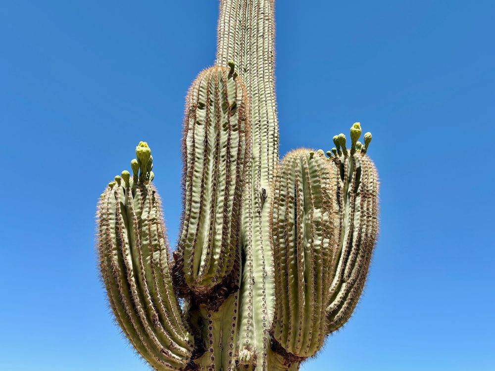 A close-up of a saguaro cactus, showcasing its distinctive ribbed green body and sharp spines. The cactus has several arms extending from its main trunk, topped with clusters of tightly closed, pale green flower buds, indicating upcoming bloom in the hot desert climate. All of this is set against a bright, cloudless blue sky.