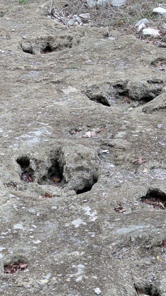 Several fossilized dinosaur foot prints.