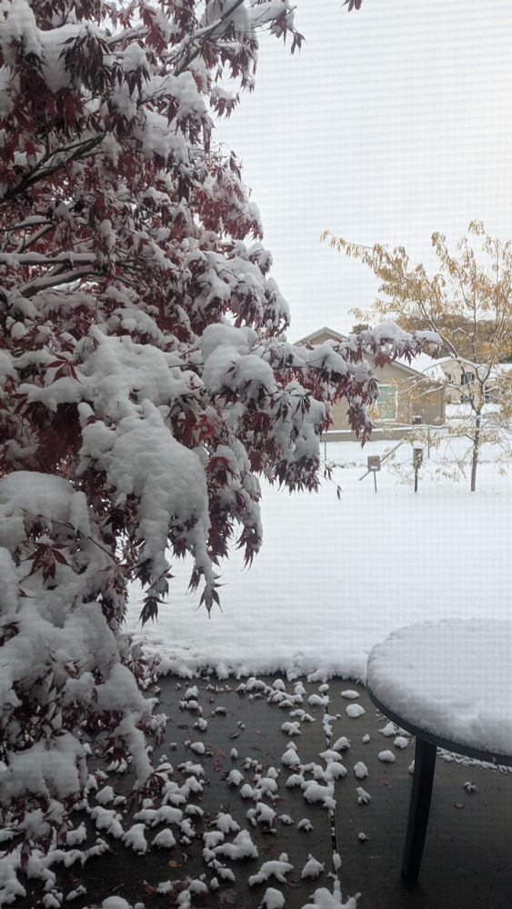 View of a tree next to a patio and backyard with plenty of snow.