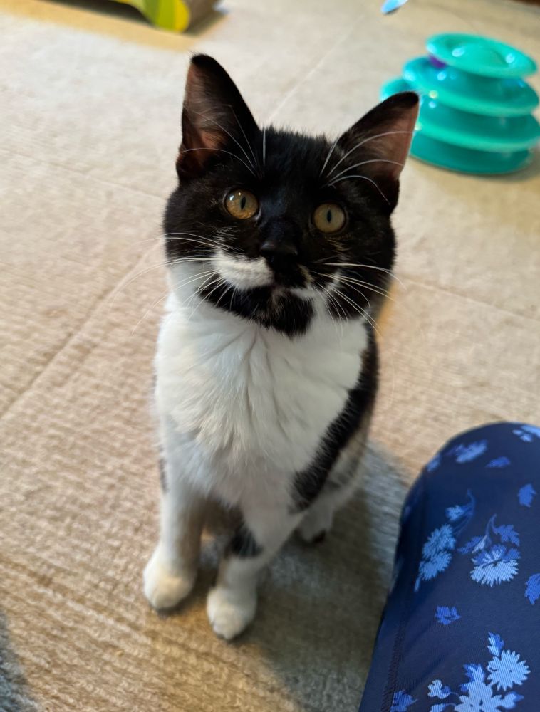 A 4-month old Calico kitten sitting upright. She has a mostly black face with a white mustache that makes it look like she’s smiling. 