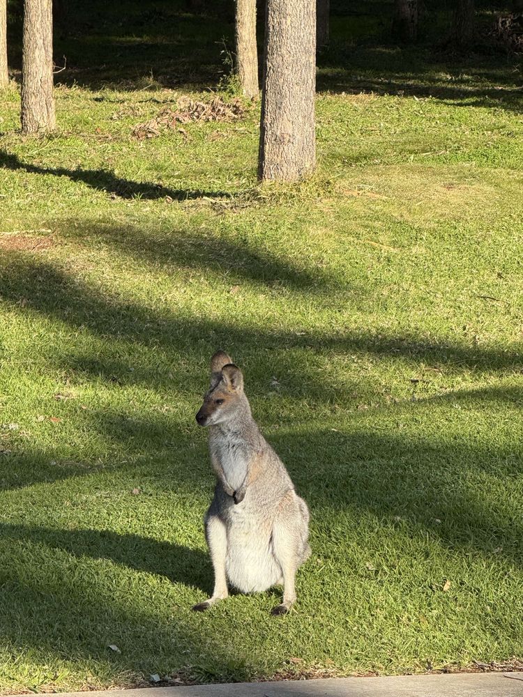 A female wallaby with a bulging pouch sits on green grass that has been freshly mowed. 