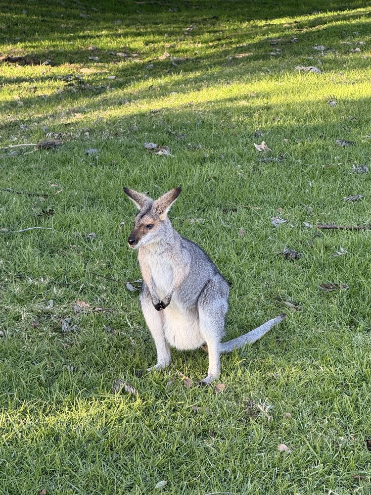A female wallaby with a bulging pouch sits on green grass