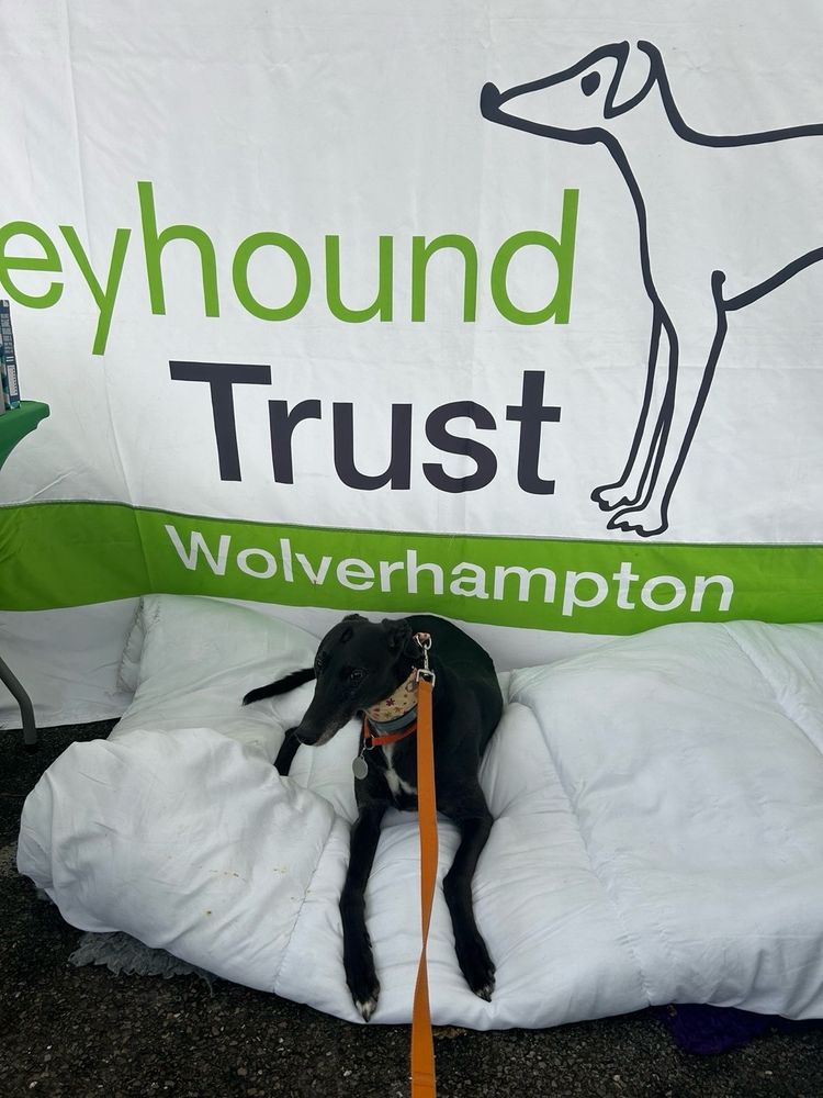 A black greyhound waits patiently on a duvet for a human to give it a cuddle