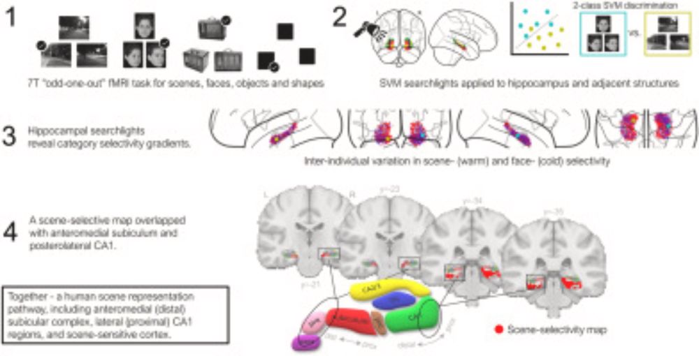 Scene-selectivity in CA1/subicular complex: Multivoxel pattern analysis at 7T