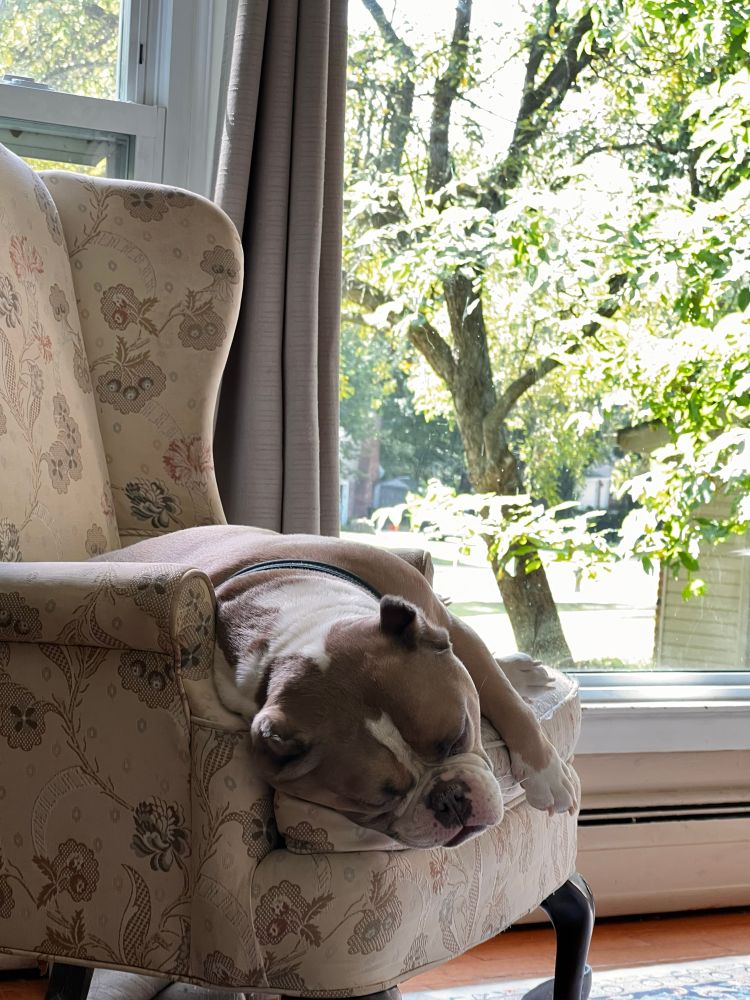 A blonde American Bulldog laying in the sun on a cream armchair in front of a picture window.