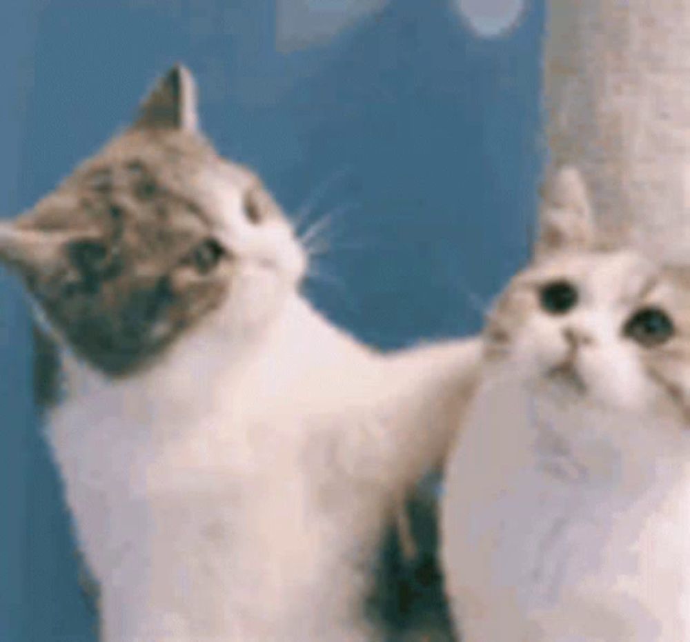 two cats are standing next to each other on a cat tree looking up at the camera .