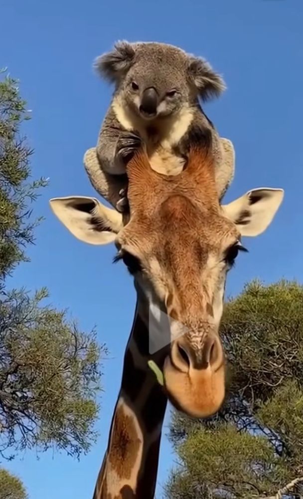 Koala riding on top of the head of a giraffe. It is a real picture. 