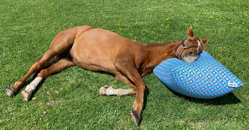 北海道日高町の引退馬牧場、人用ソファに寝る馬で有名に