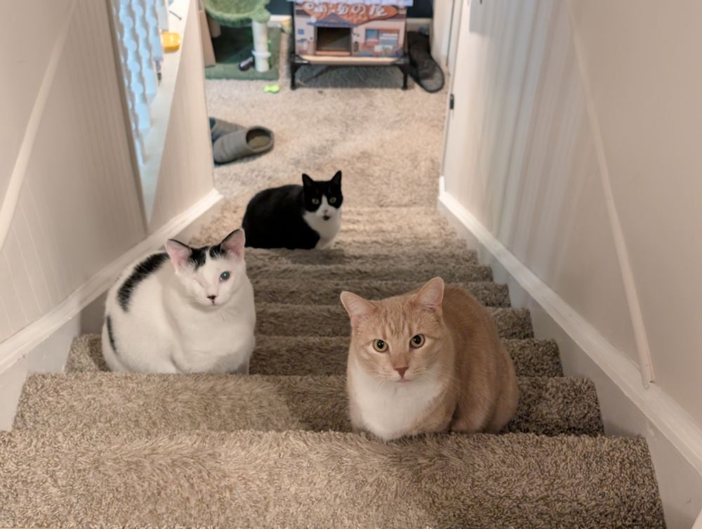 3 cats staring up from the stairs