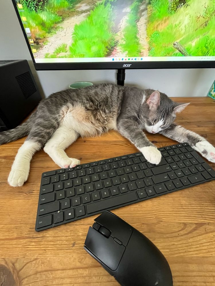 Gray and white cat laying on desk in front of computer monitor with arms outstretched and paws resting on keyboard.