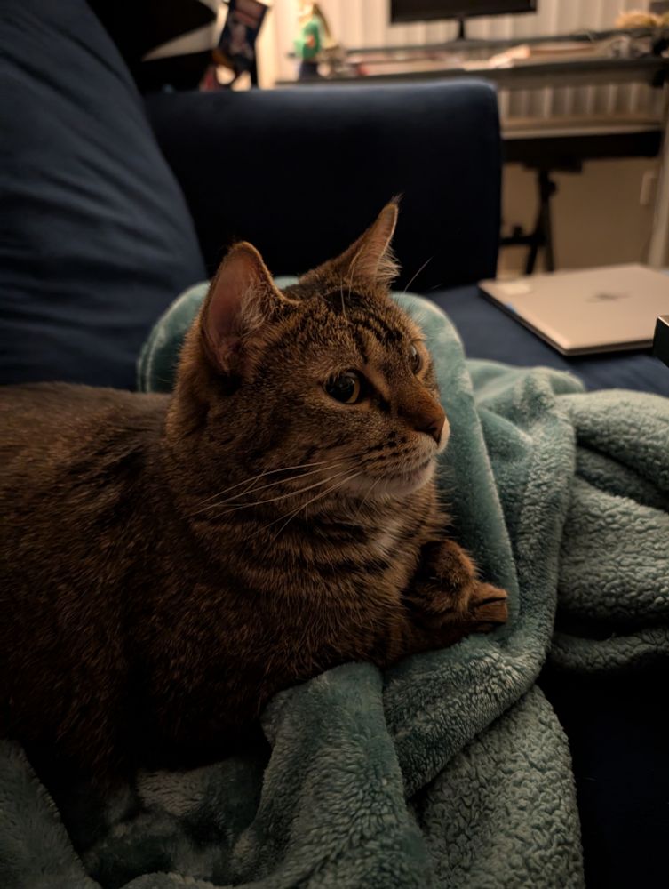 A brown tabby cat loafing on top of a teal fuzzy blanket. Her little paws are crossed daintily in front of her. Her eyes stare attentively at the TV out of frame.