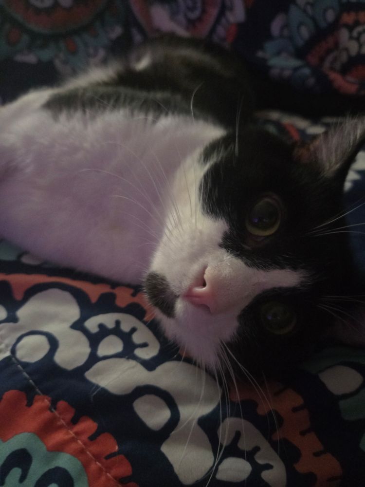 Black and white cat laying on a sofa